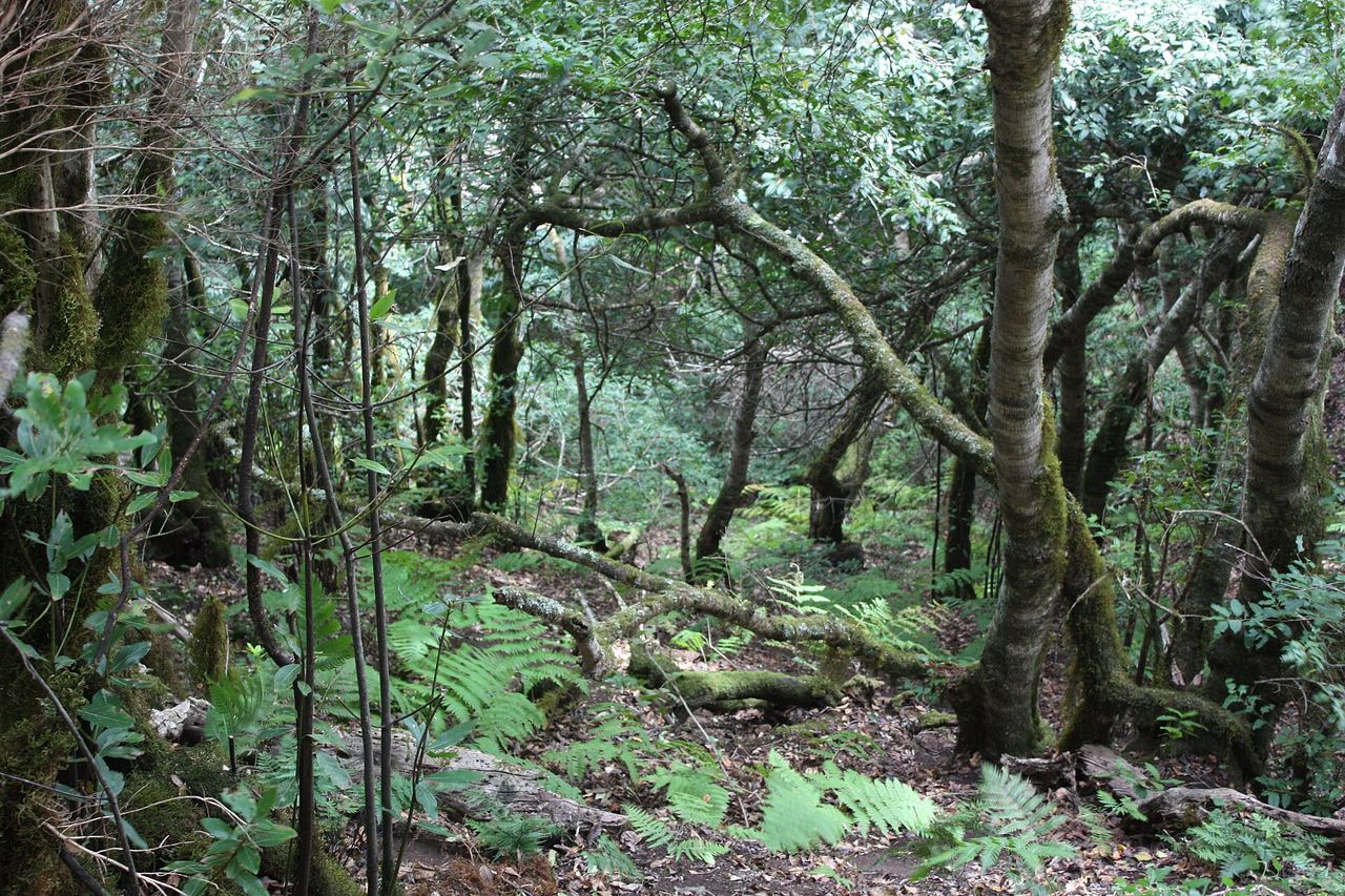 Laurel forest in the Anaga mountains