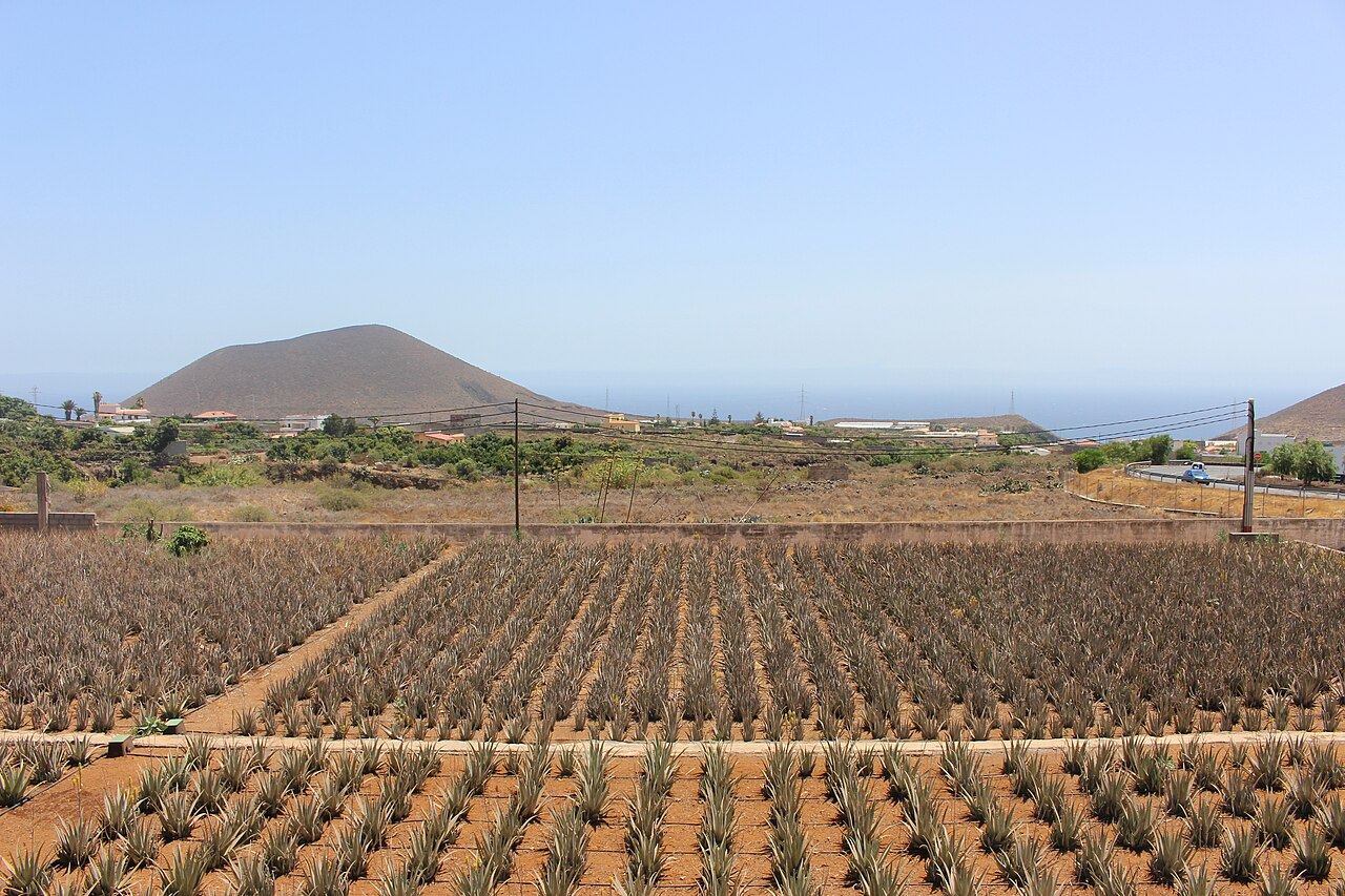 Foto ilustrativa: campo de aloe vera en Tenerife